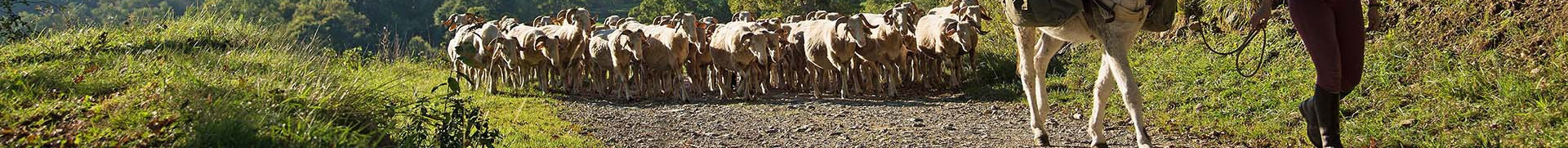 randonnee-avec-un-ane-et-brebis-vers-bescat1-cdt64-p-gaillard-671