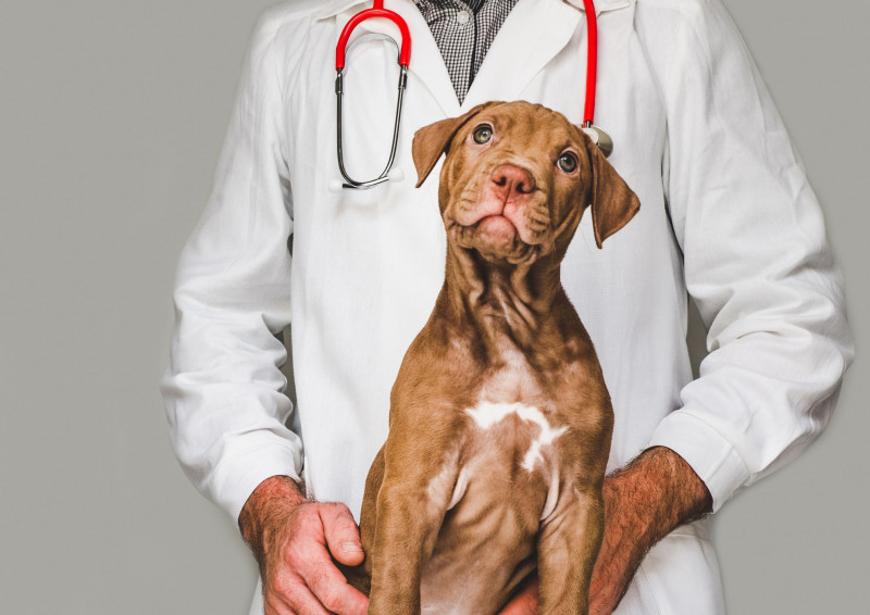 Veterinary