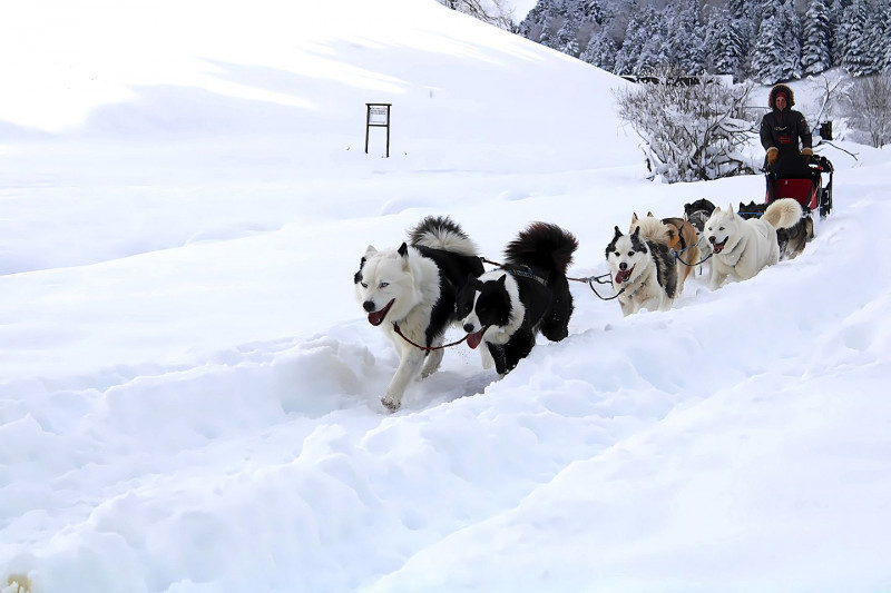 Chiens de traîneaux