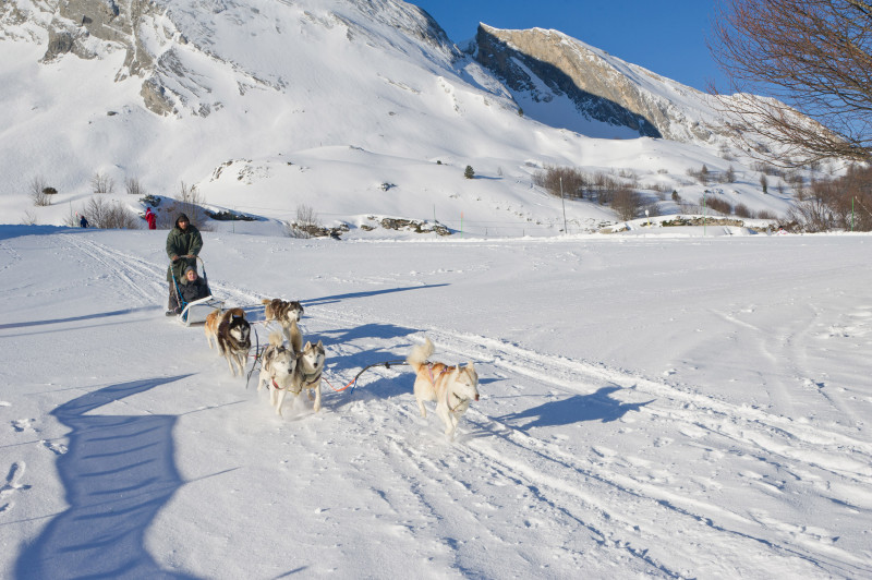 Dog Sled Ride