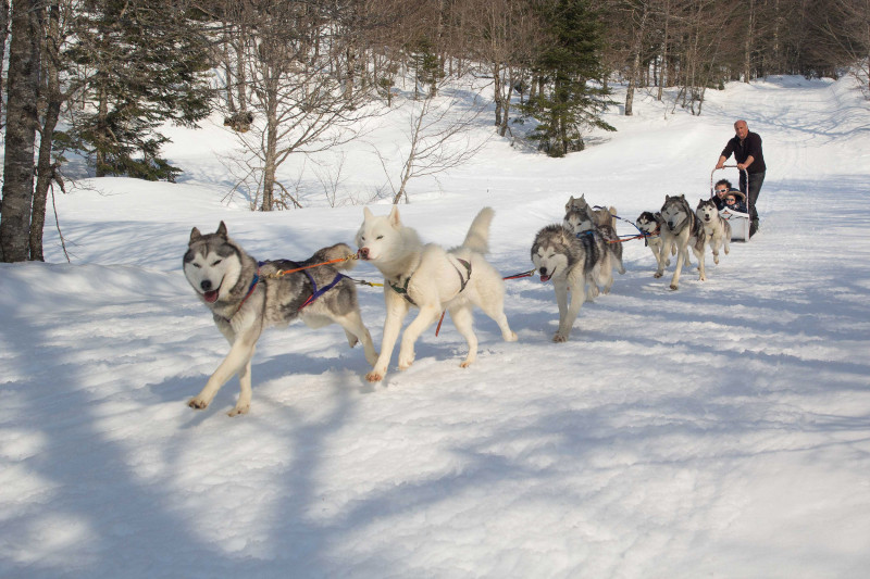 Dog Sled Ride