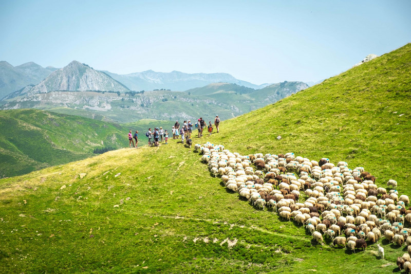 Transhumance avec la Ferme Pommies Maria Blanca ©Adrien Basse-Cathalinat - Pays-de-Bearn