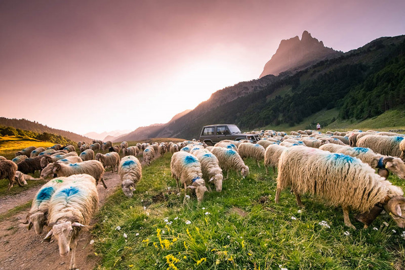 transhumance-ossau2-jcrivas-10