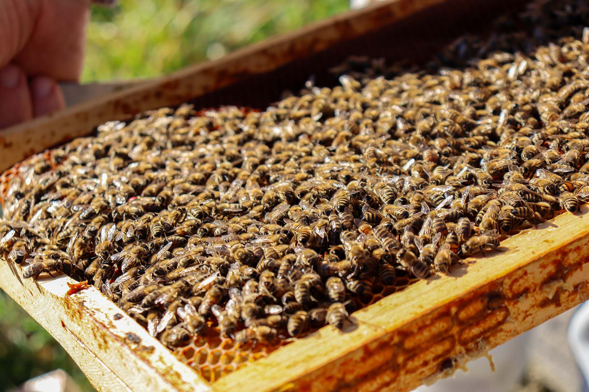 Abeilles  - &copy; OTVO