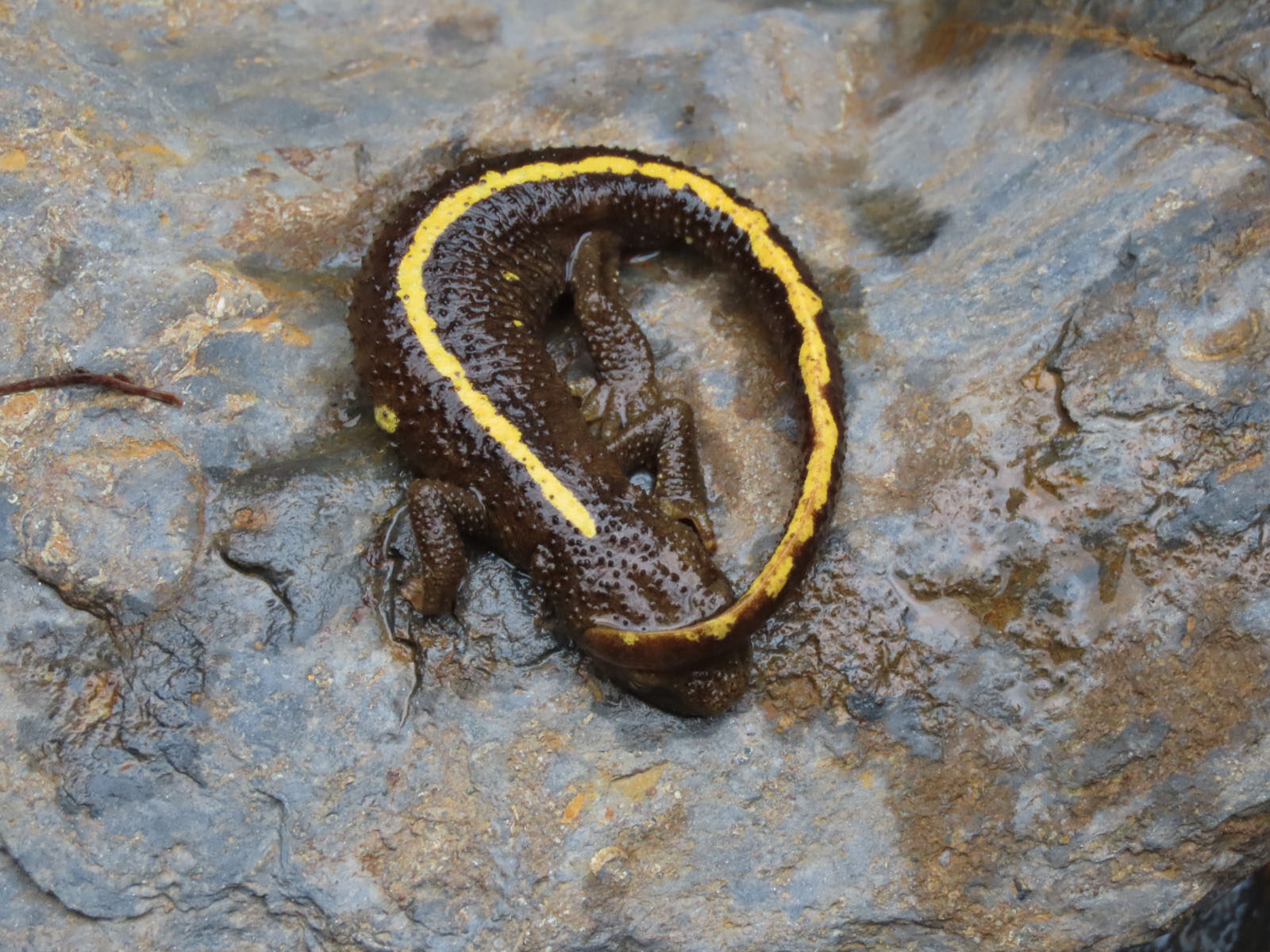 Tadpole - &copy; J.P. Mercier - Parc national des Pyrénées