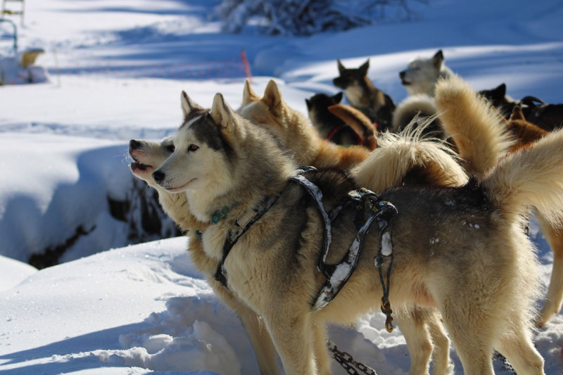 chien de traineau dans la neige gourette traces-sauvages - © Tracés sauvages