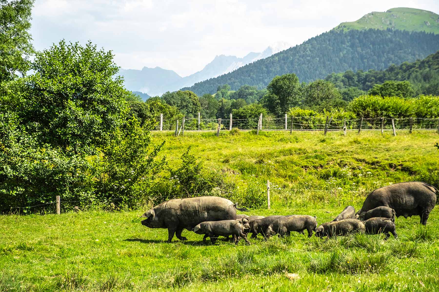 Cochon de la ferme Pommies Maria Blanca  - &copy; Adrien Basse-Cathalinat - Pays-de-Béarn