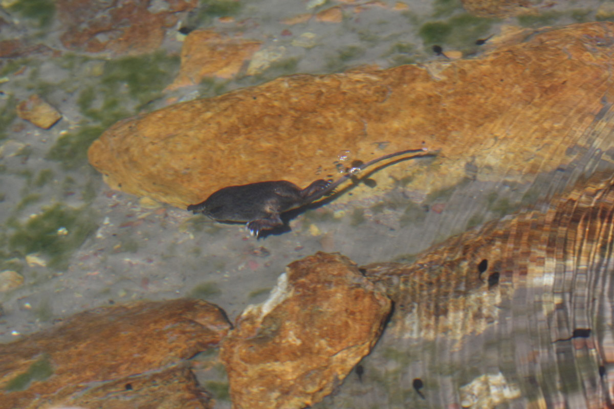 Desman in the water - &copy; Y. Bielle - Parc national des Pyrénées