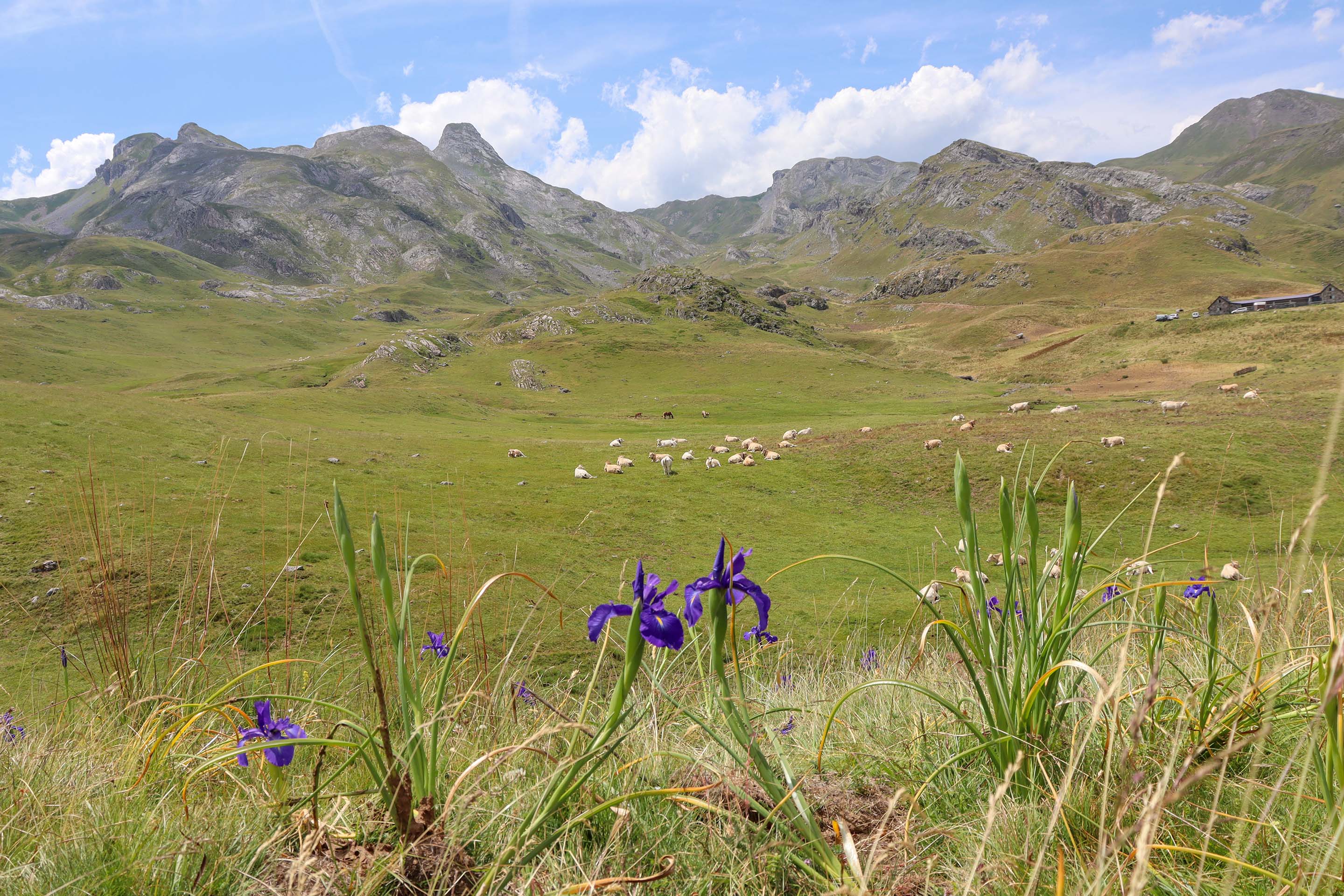 Herd of cows grazing in summer pastures at Anéou in the Pyrenees National Park - &copy; OTVO