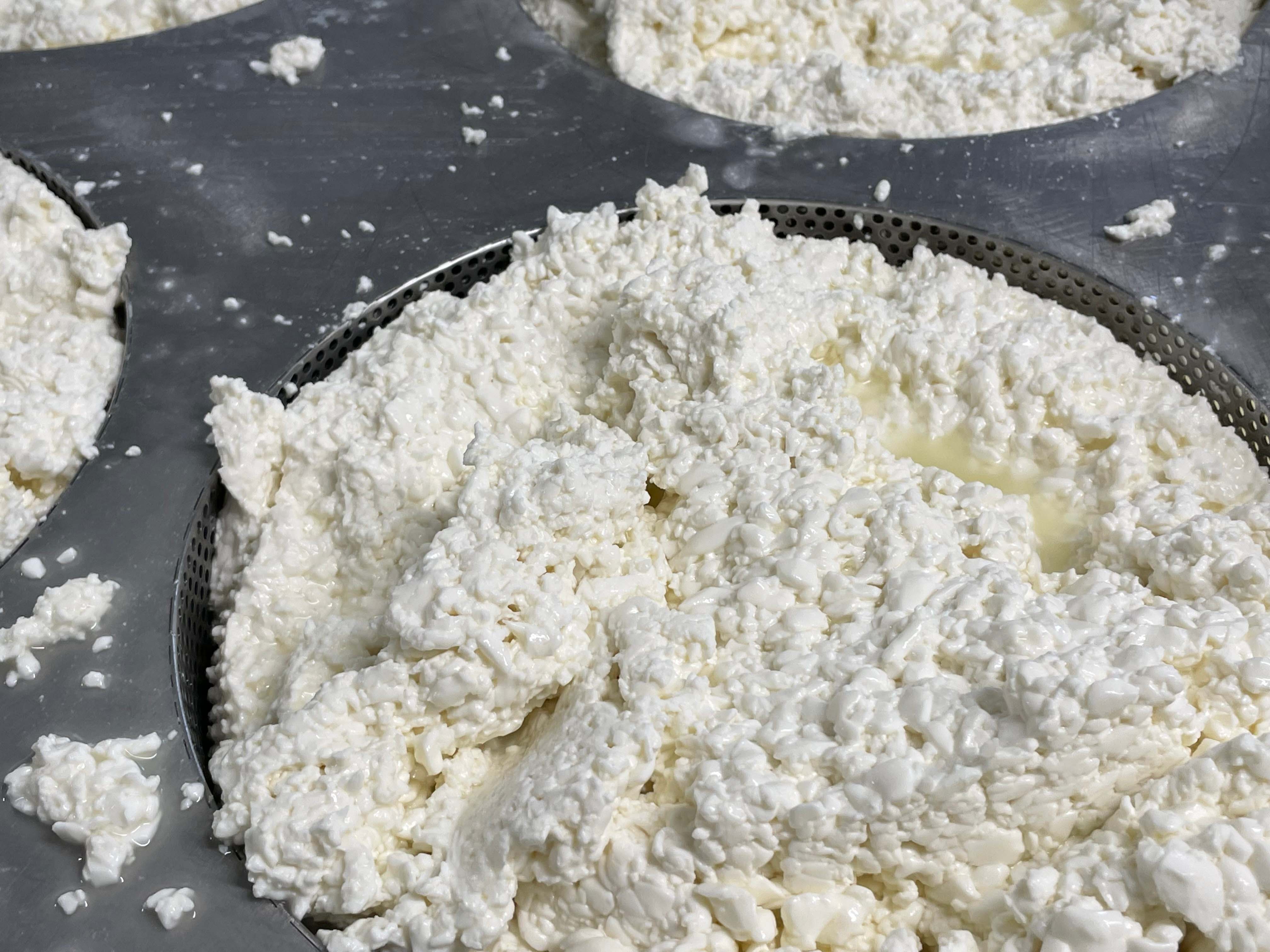 Cheese production - Gaec-Anglas  - &copy; OTVO