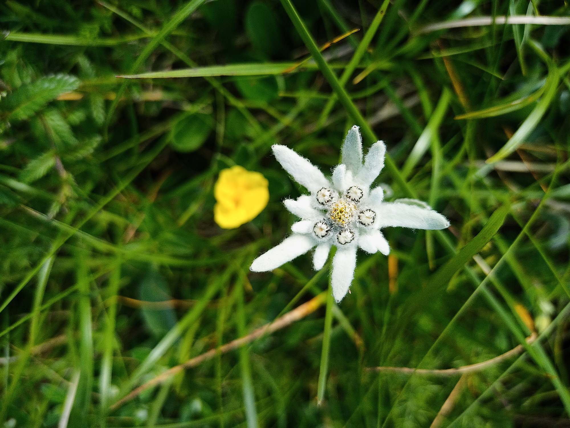 Flore edelweiss  - &copy; OTVO