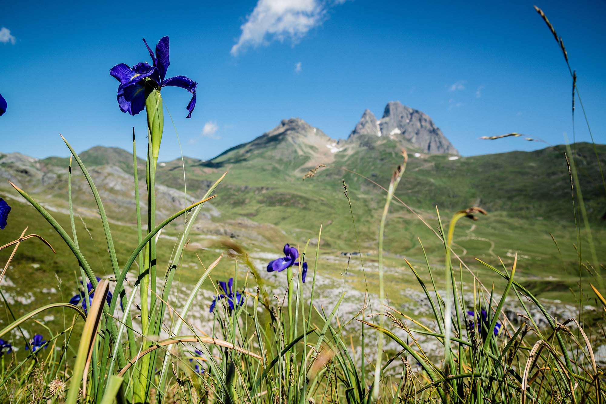 Flore iris des pyrénées - Pourtalet  - &copy; Sylvain Gardères