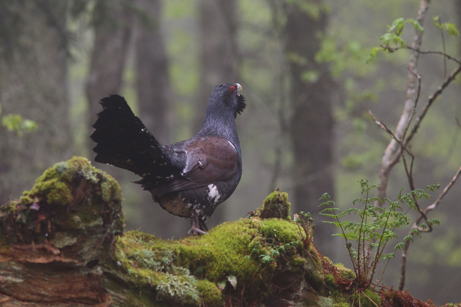 Capercaillie in the forest - &copy; J. Démoulin - Parc national des Pyrénées