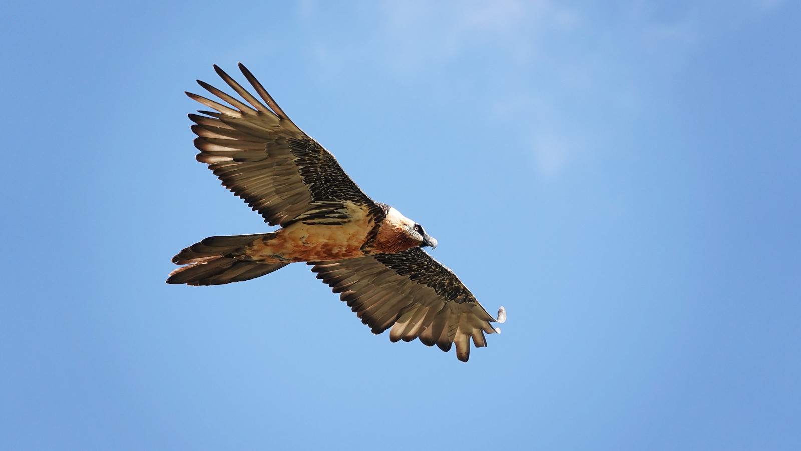 Bearded vulture in flight - &copy; D. Peyrusqué - Parc national des Pyrénées