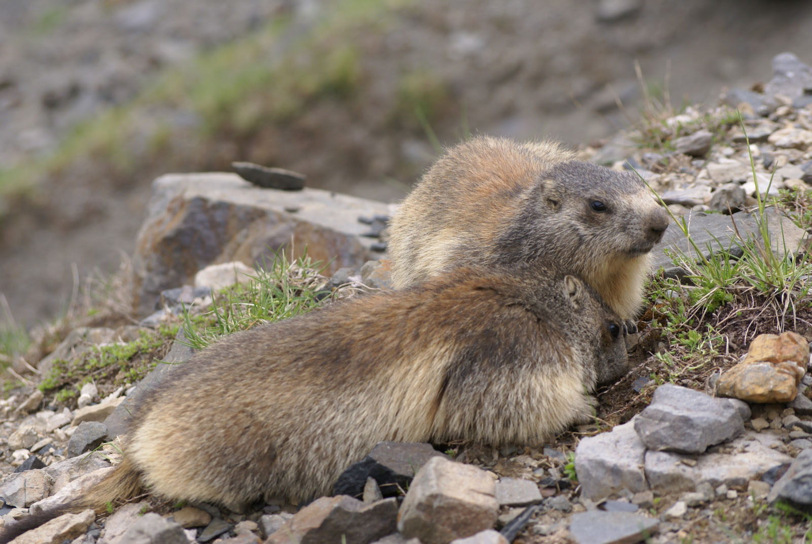 Marmot - &copy; F. Luc - Parc national des Pyrénées 