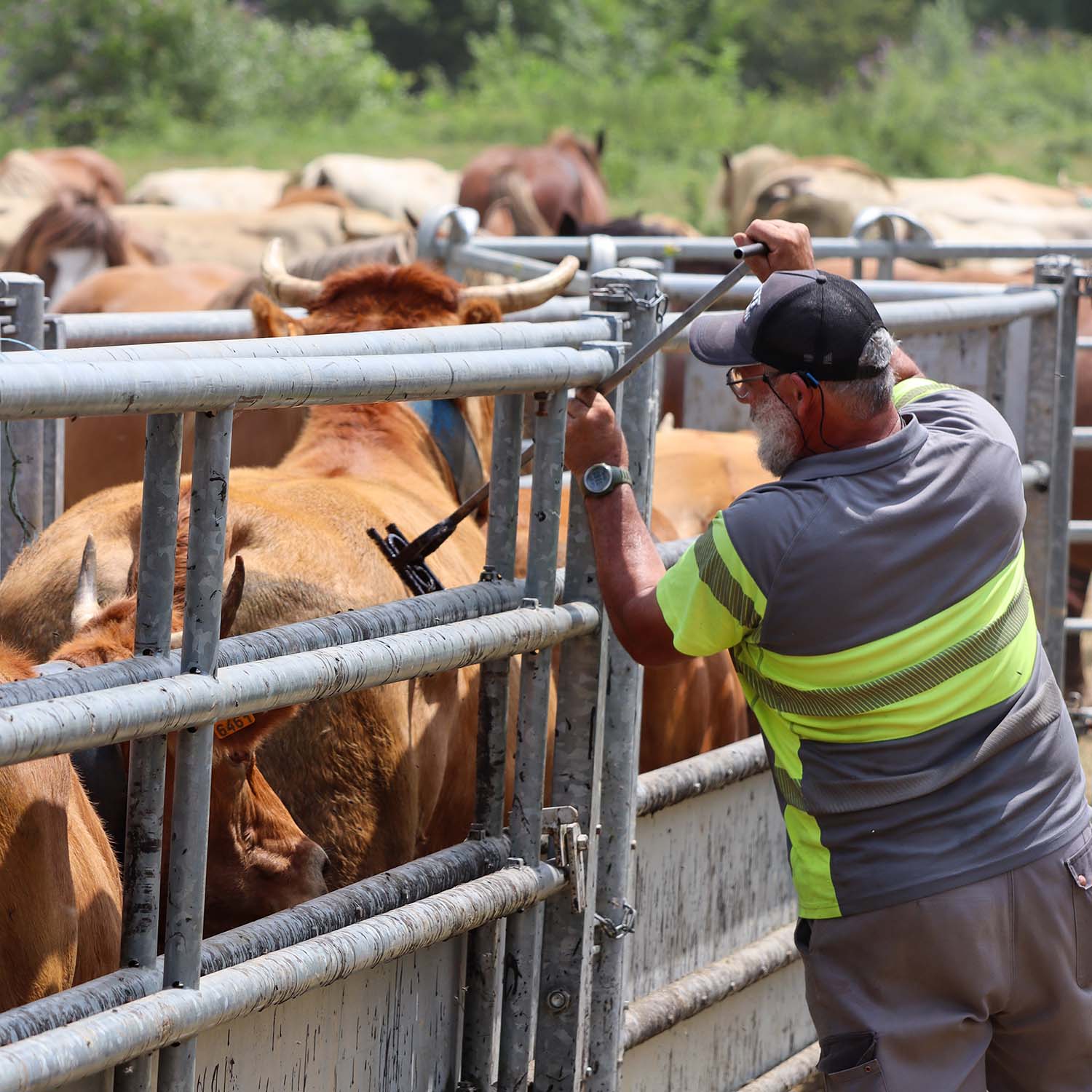 Herd marking in Gère-Belesten - &copy; OTVO