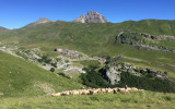 Les brebis en montagne l'été Bergerie Loustau