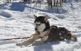 NORDIC ESPACE CHIENS DE TRAINEAUX 1440image (1)