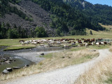 Troupeau au plateau de Bious