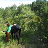 Anes - Entre liens et lianes