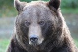 Ours du Parc'Ours