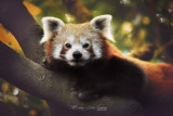 panda-maron-serres-dunouy-zoo-d-asson-ok-76067