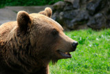 Tête de l'ours du Parc'Ours