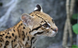 zoo-ocelot-zoo-d-asson-2-ok-76070