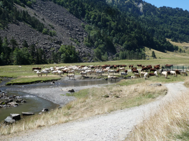 Troupeau au plateau de Bious