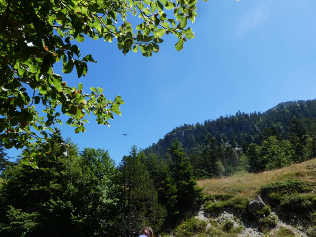 Vautour au-dessus du plateau de Bious