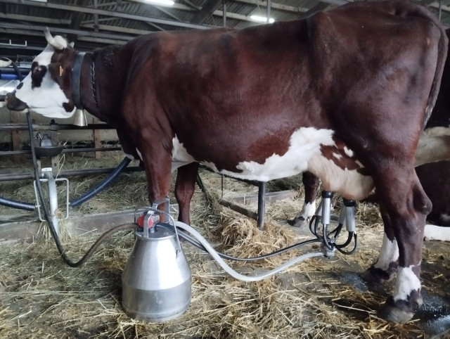 Traite de nos vaches abondances