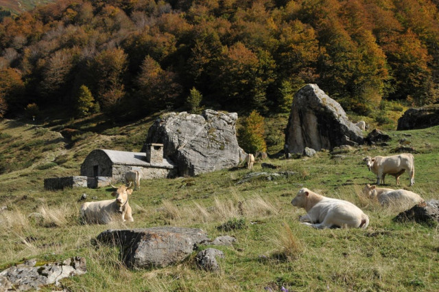 VAE04-PI4-CaillouSoques-2