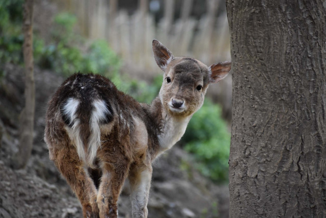 Animaux du Parc'Ours