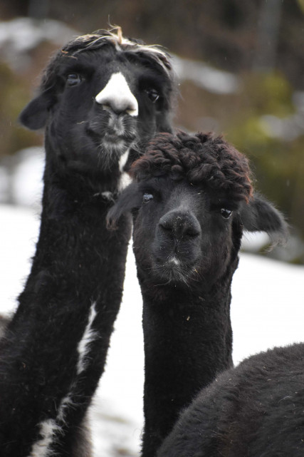 Animaux du Parc'Ours