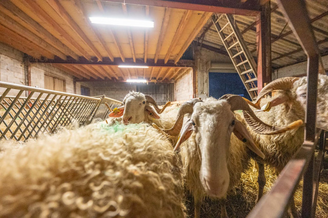 Sheepfold and ewes at Régis Carrère’s farm in Laruns 