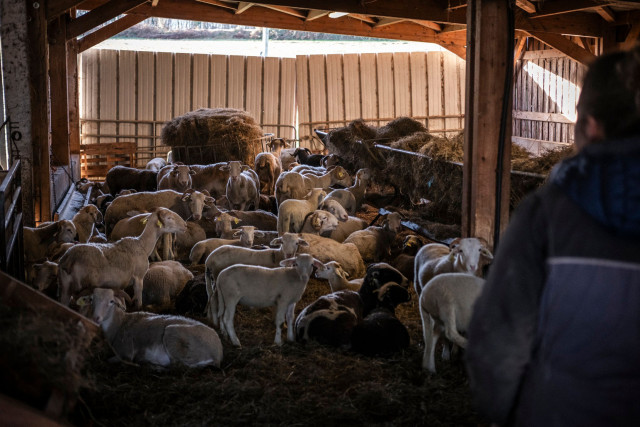 Sheepfold and ewes at Pommies Maria Blanca Farm