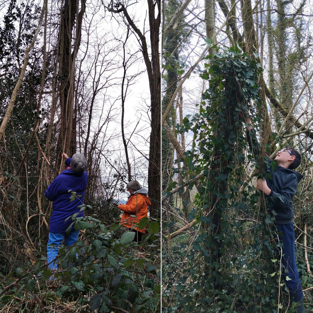 Entre liens et lianes