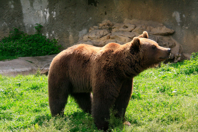 Ours du Parc'Ours