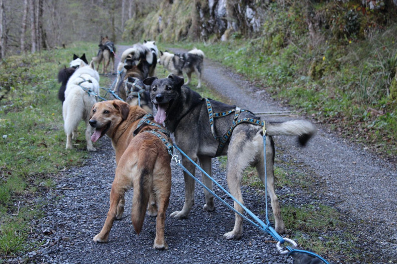 Baptême en Grand attelage (Cani-Kart) - © Tracés Sauvages Baptême en Grand attelage (Cani-Kart)