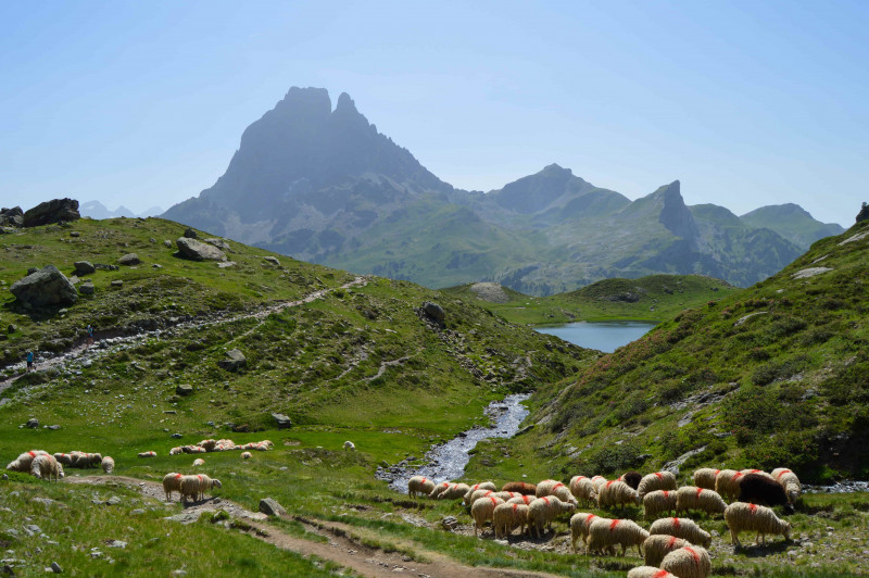 ESTIVE-VACHE-LACS-AYOUS4©OTVO