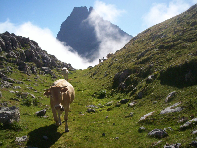 Jean Pierre Pommies photo transhumance 2