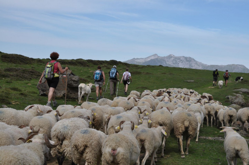 Jean Pierre Pommies transhumance pyrénéene