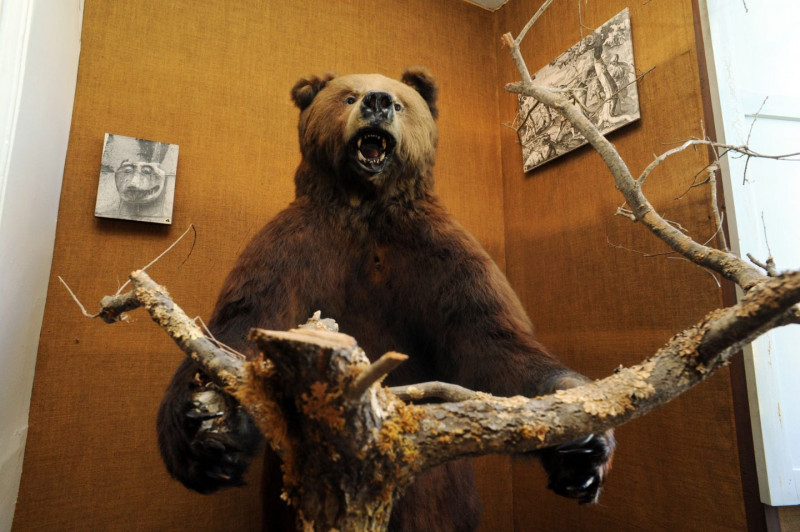 Musée Ossau - ours