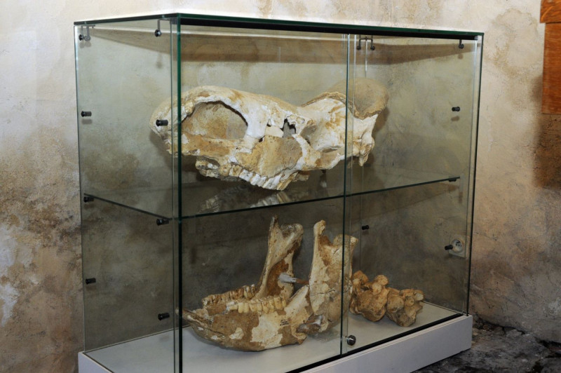 Musée Ossau- crane de rhinoceros