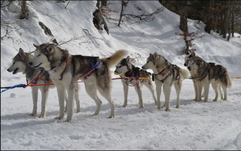 NORDIC ESPACE CHIENS DE TRAINEAUX 1440Capture