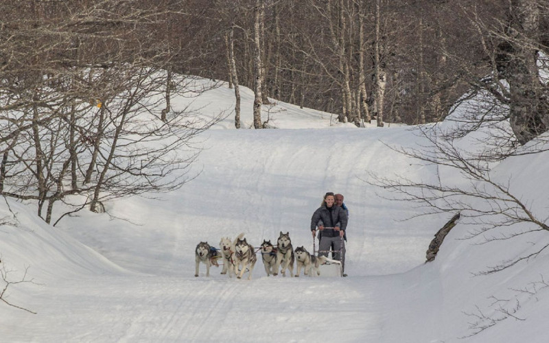 NORDIC ESPACE CHIENS DE TRAINEAUX 1440image