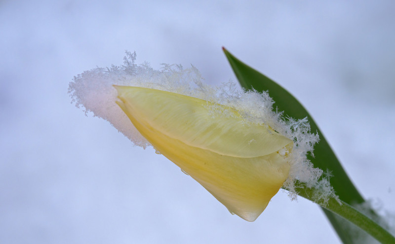Neige2©Pixabay
