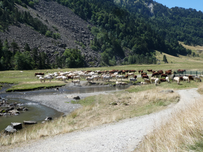 Troupeau au plateau de Bious