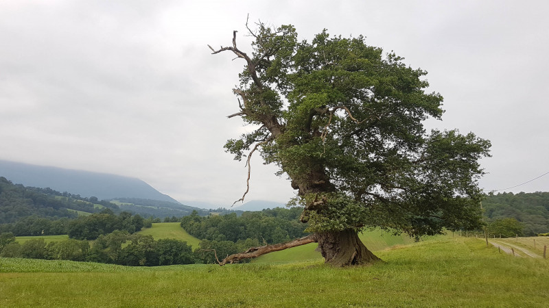 Tour-Ossau-016-arbre-centenaire-entre-Lys-et-Sainte-Colome©ADT64-MOUNTNPASS