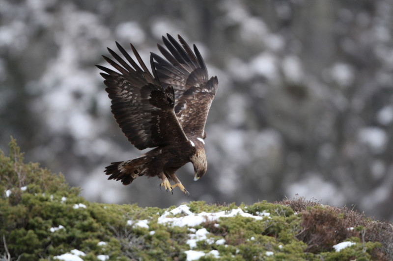 A golden eagle in mid-hunt